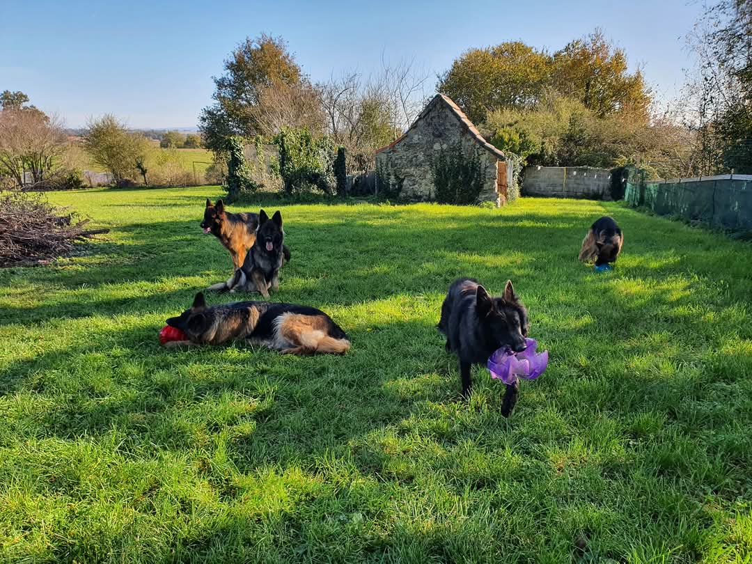 La meute Bergers Allemands Poils long