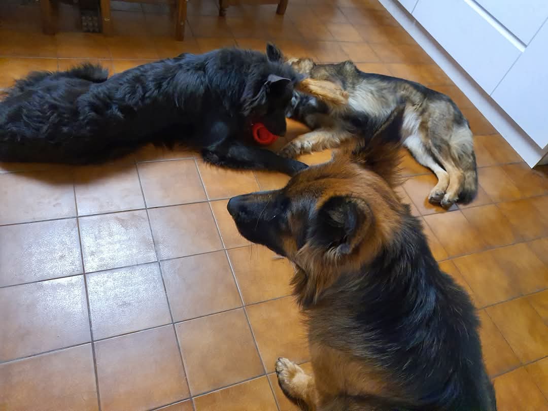 La meute Bergers Allemands Poils long