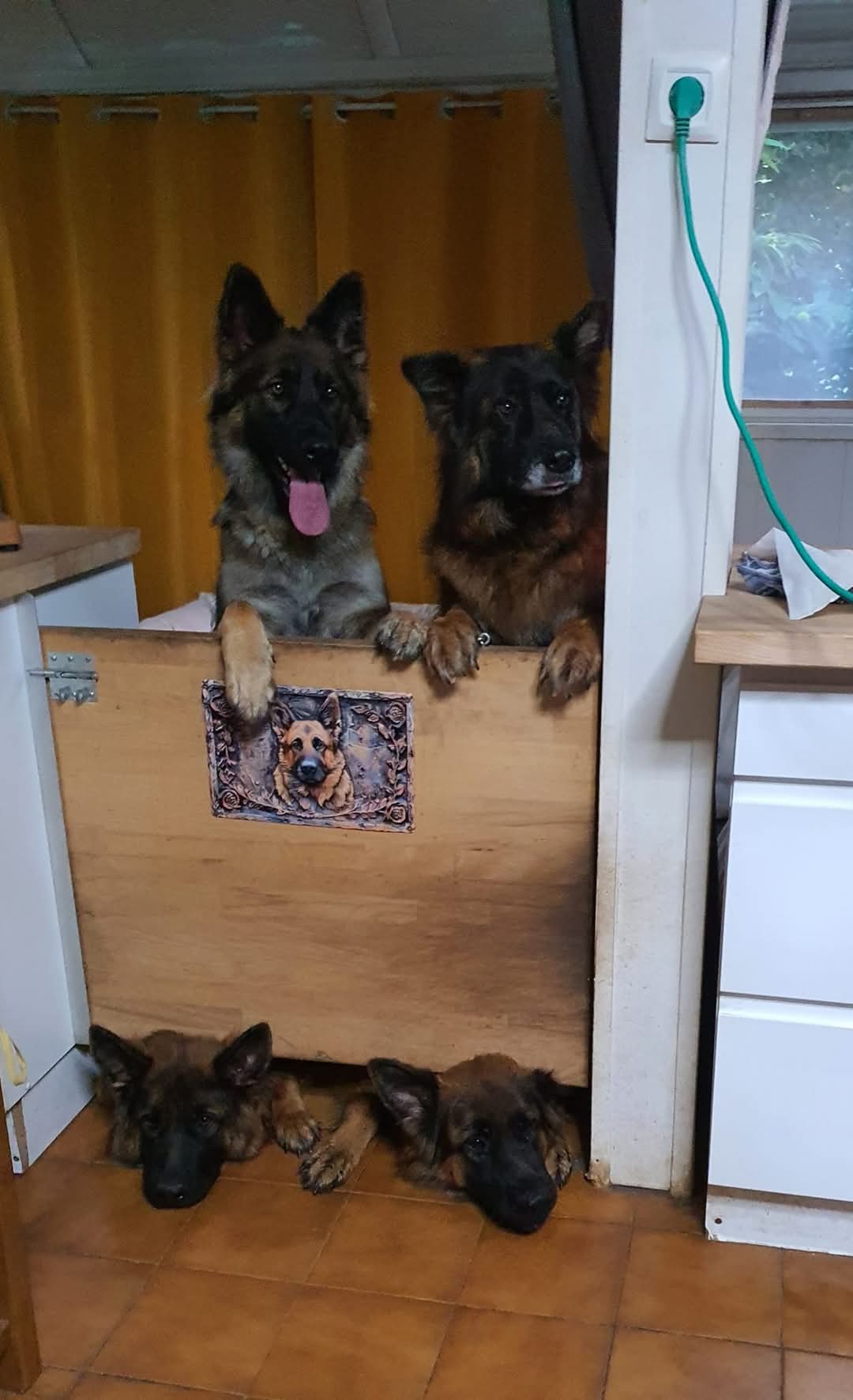 La meute Bergers Allemands Poils long