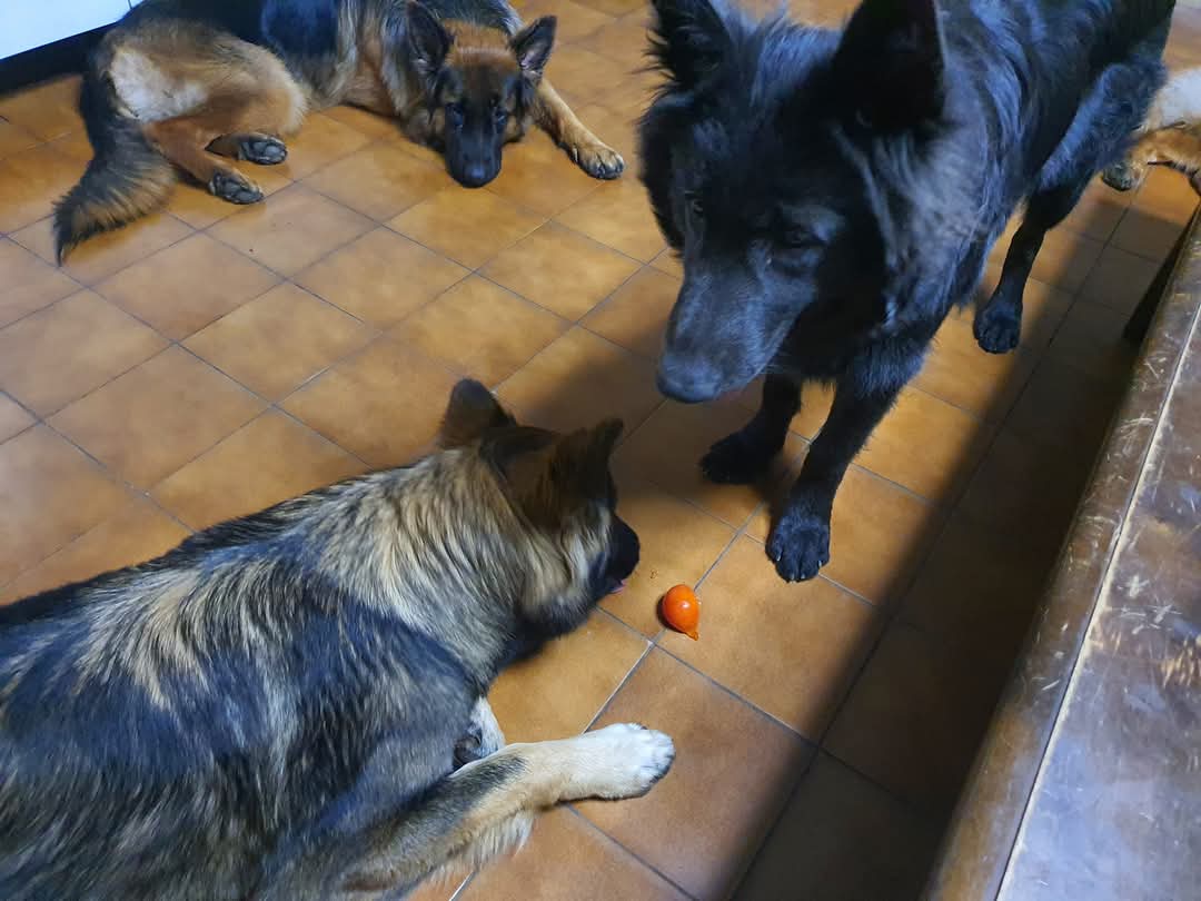 La meute Bergers Allemands Poils long