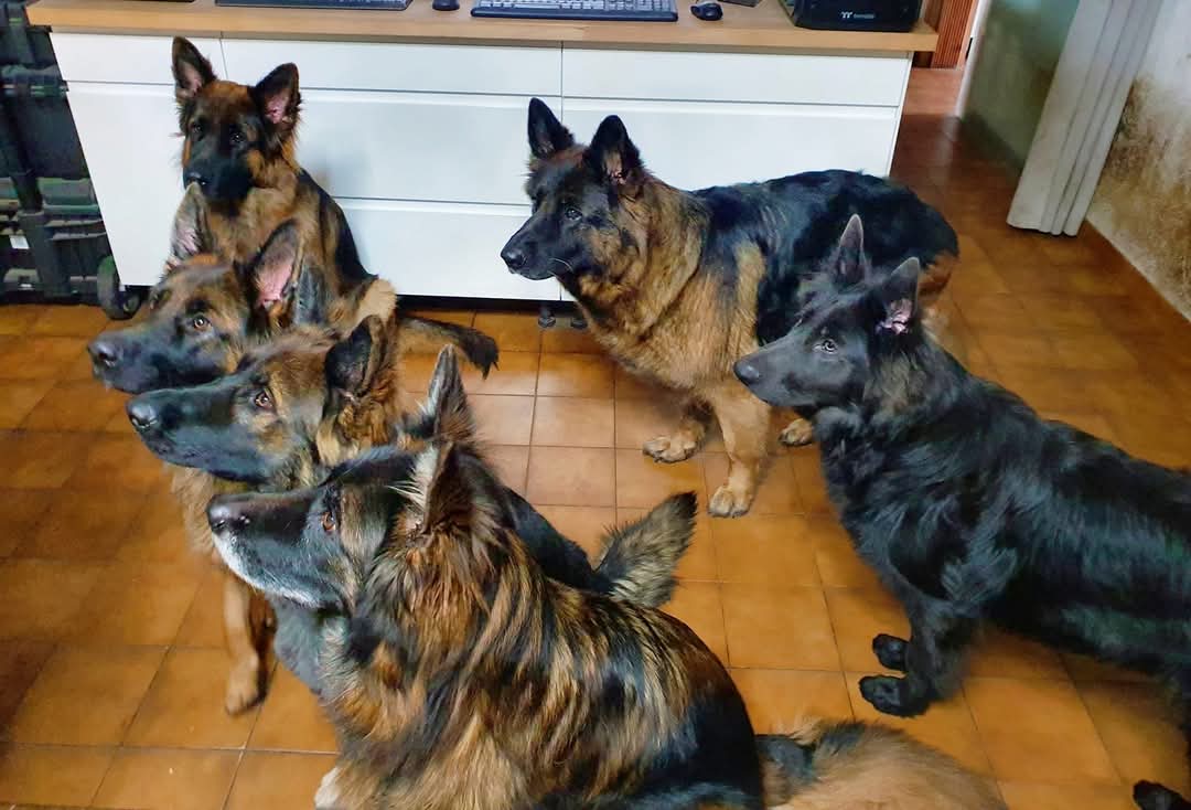 La meute Bergers Allemands Poils long