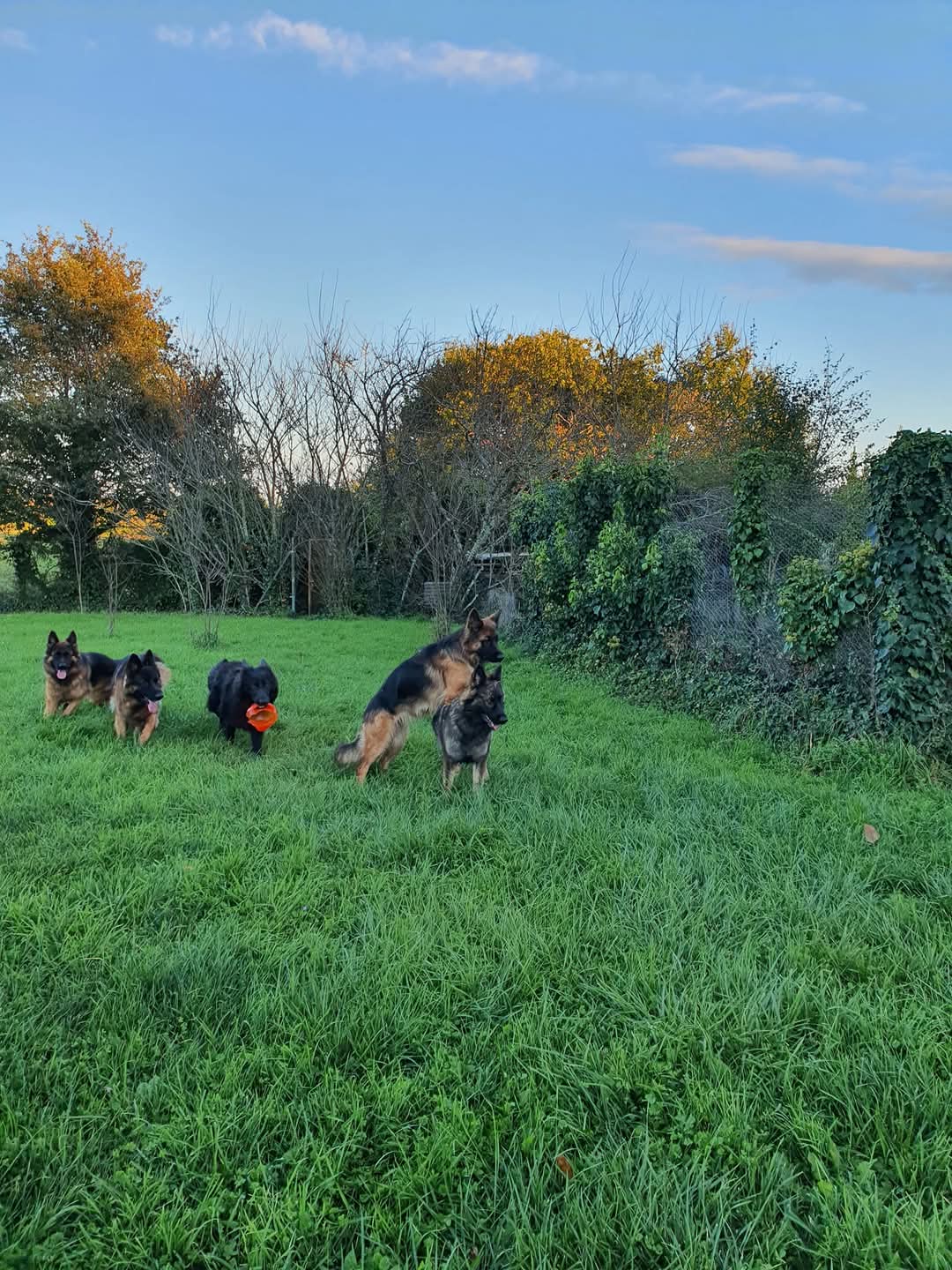 La meute Bergers Allemands Poils long