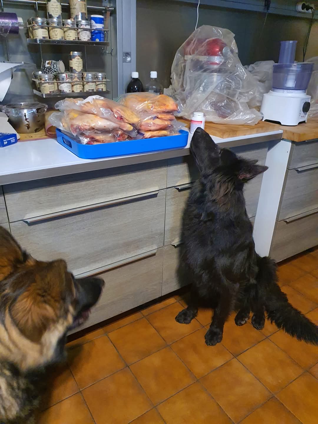 La meute Bergers Allemands Poils long