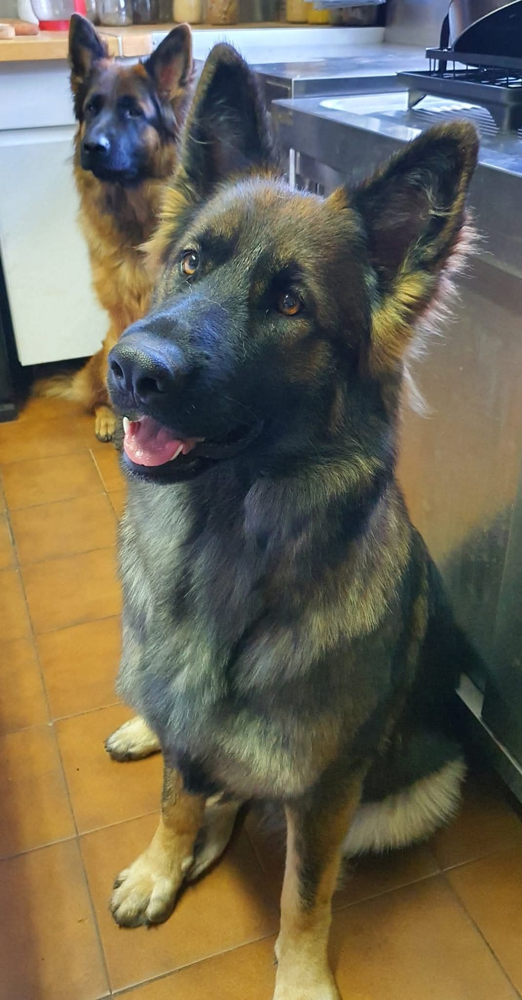 La meute Bergers Allemands Poils long