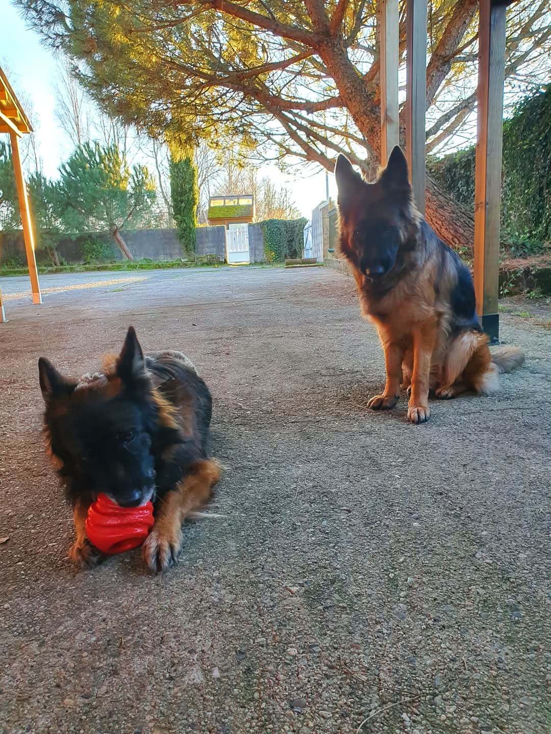 La meute Bergers Allemands Poils long