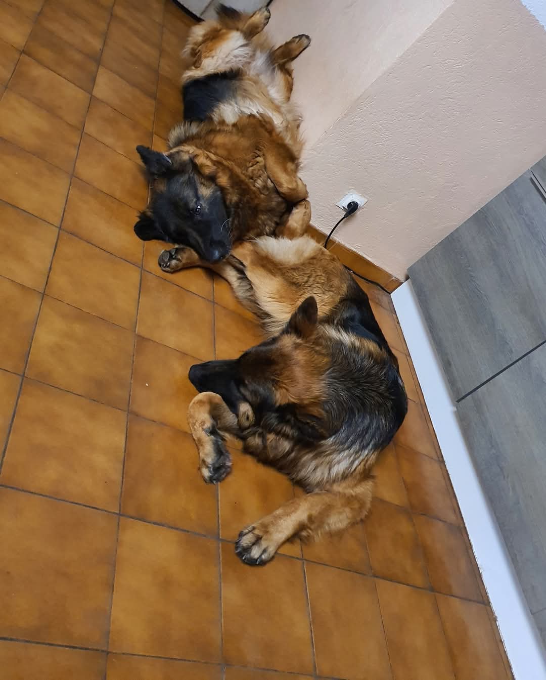 La meute Bergers Allemands Poils long