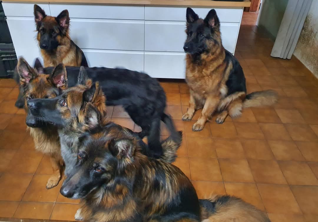 La meute Bergers Allemands Poils long