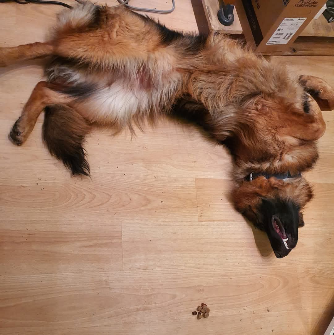 La meute Bergers Allemands Poils long