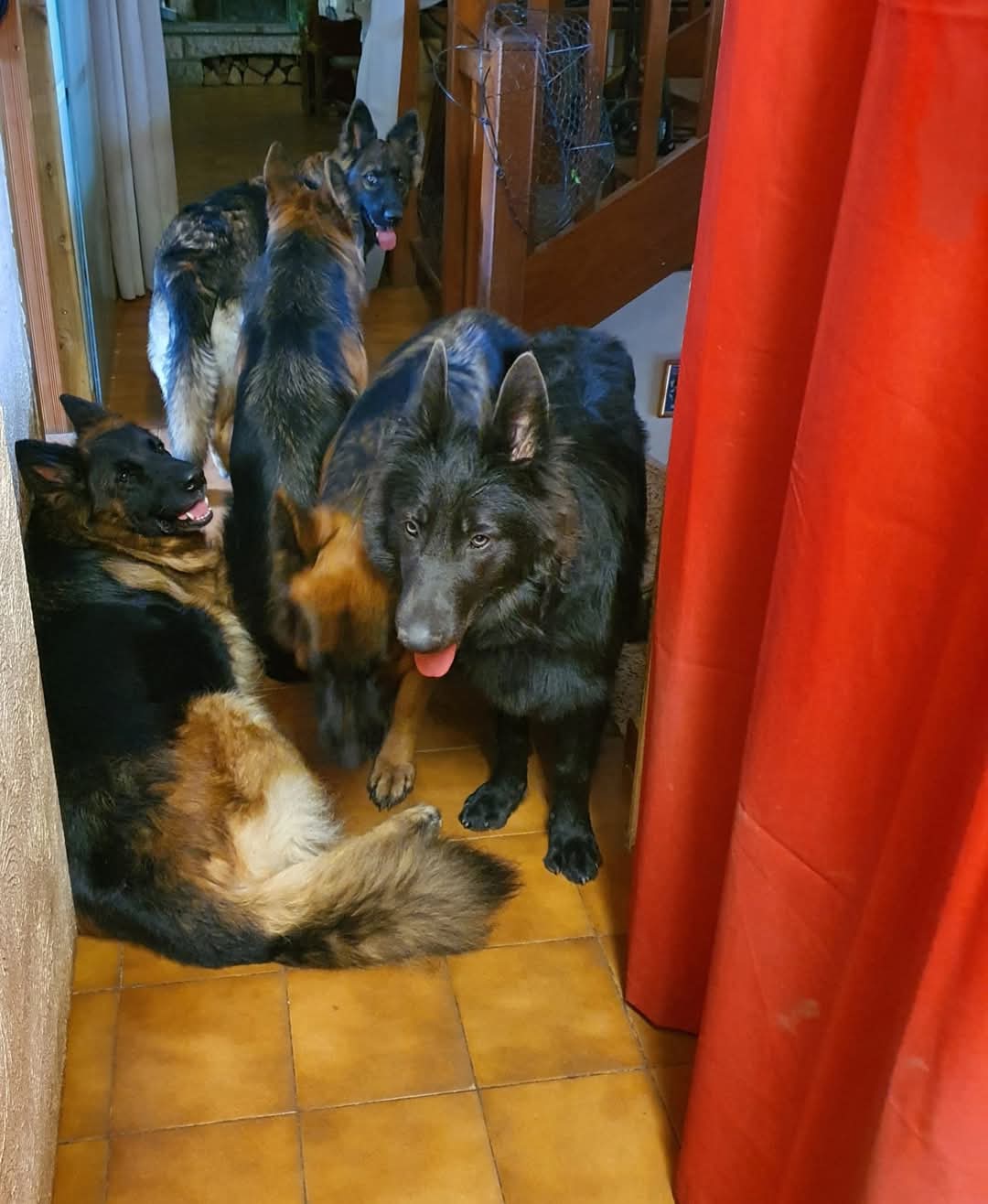 La meute Bergers Allemands Poils long