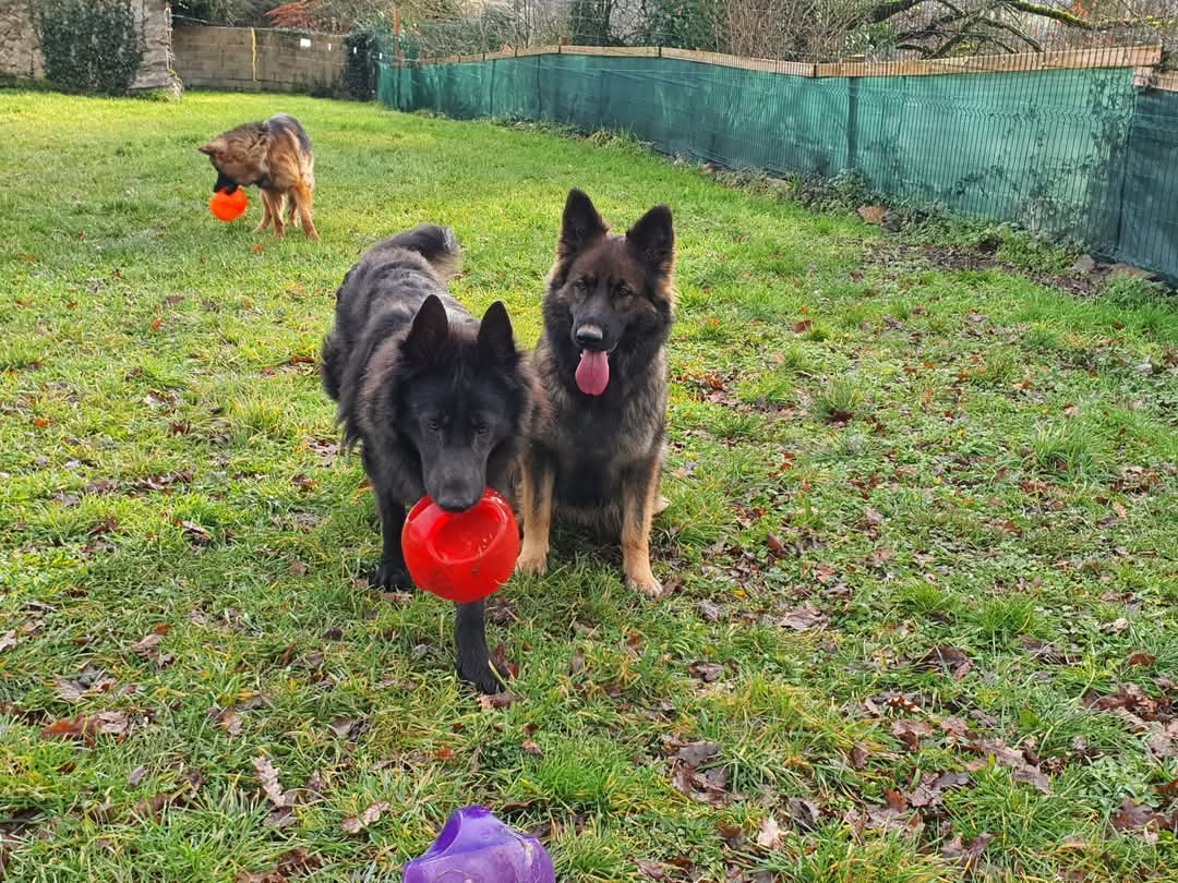 La meute Bergers Allemands Poils long