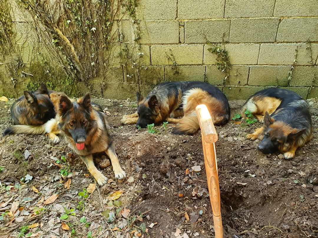 La meute Bergers Allemands Poils long