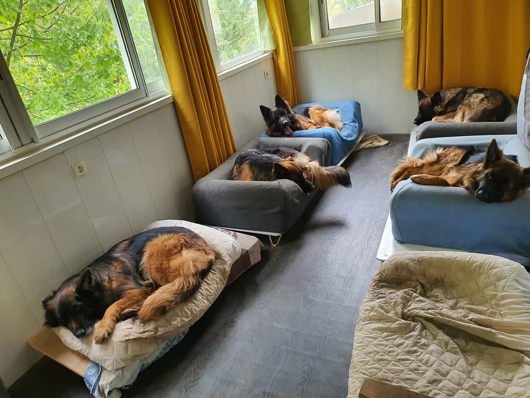 La meute Bergers Allemands Poils long