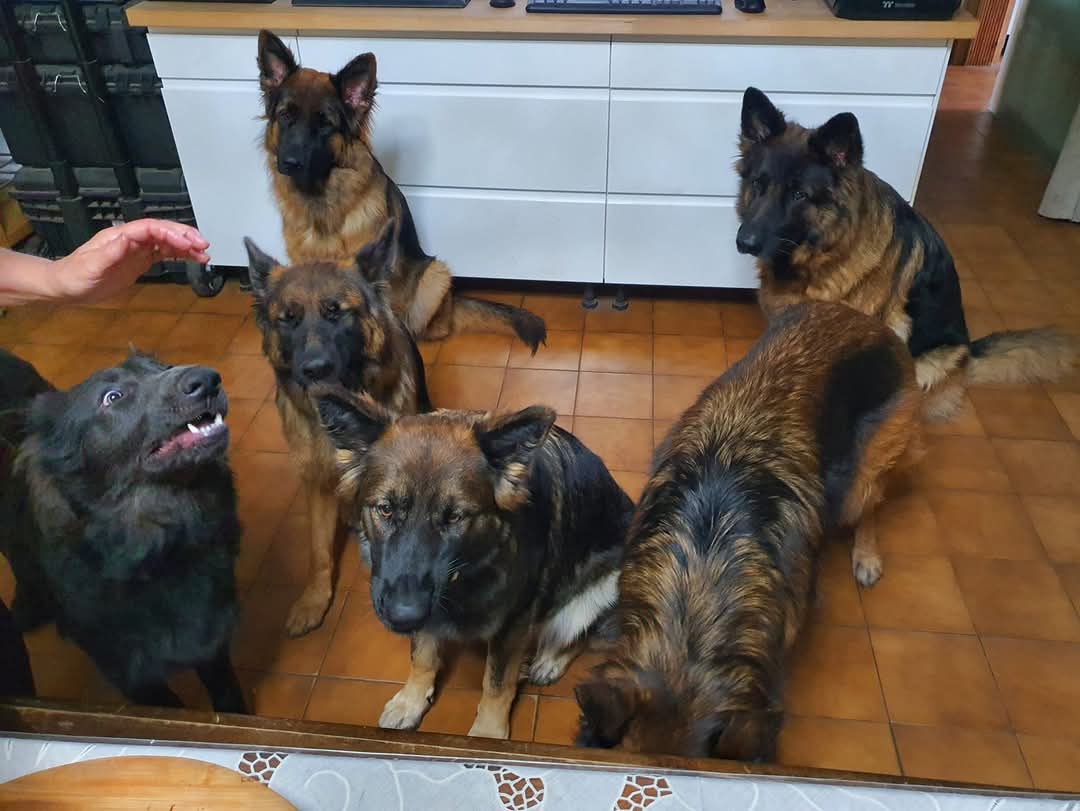 La meute Bergers Allemands Poils long