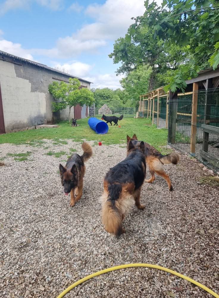 La meute Bergers Allemands Poils long