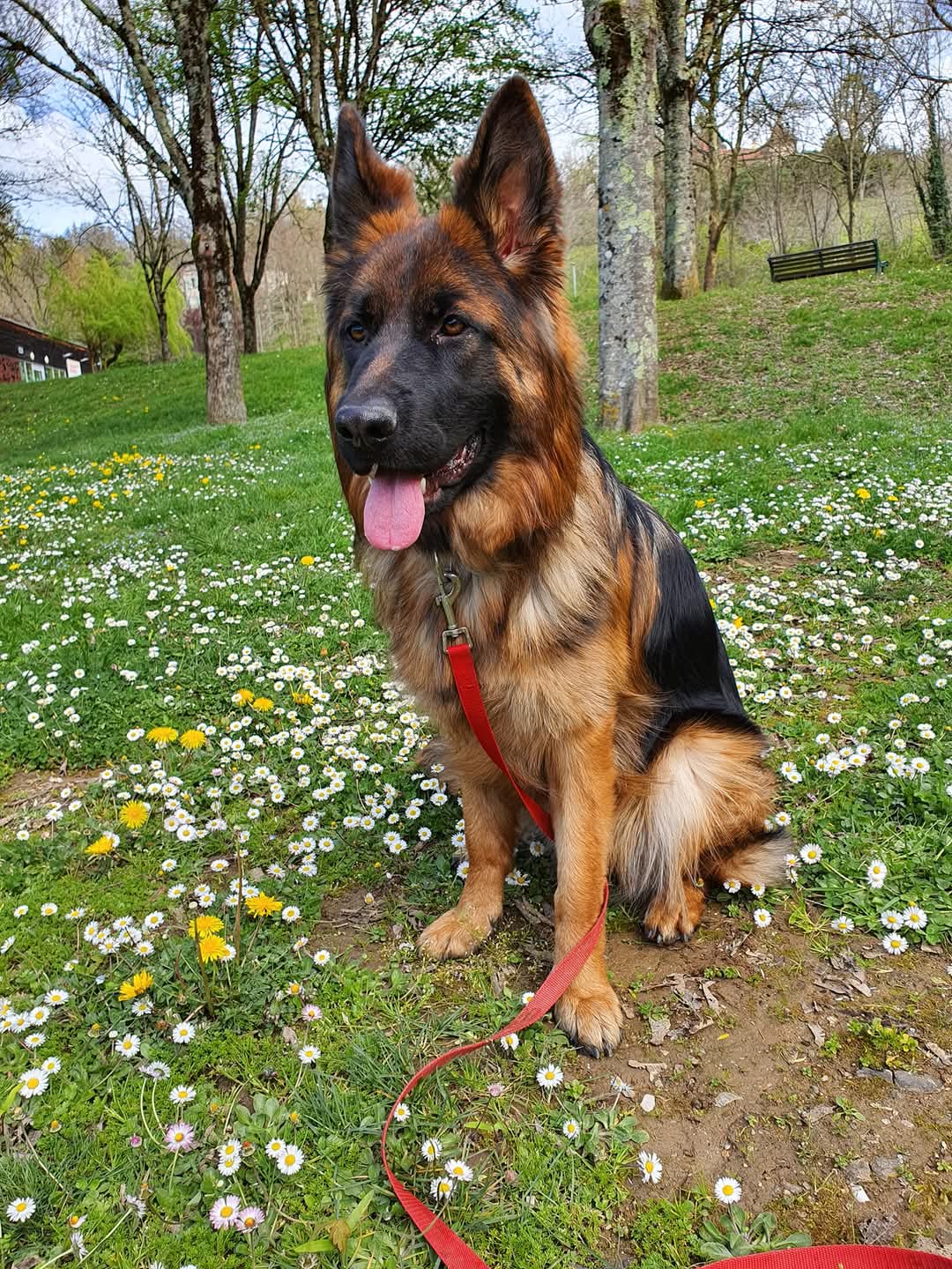 Berger Allemand dehors