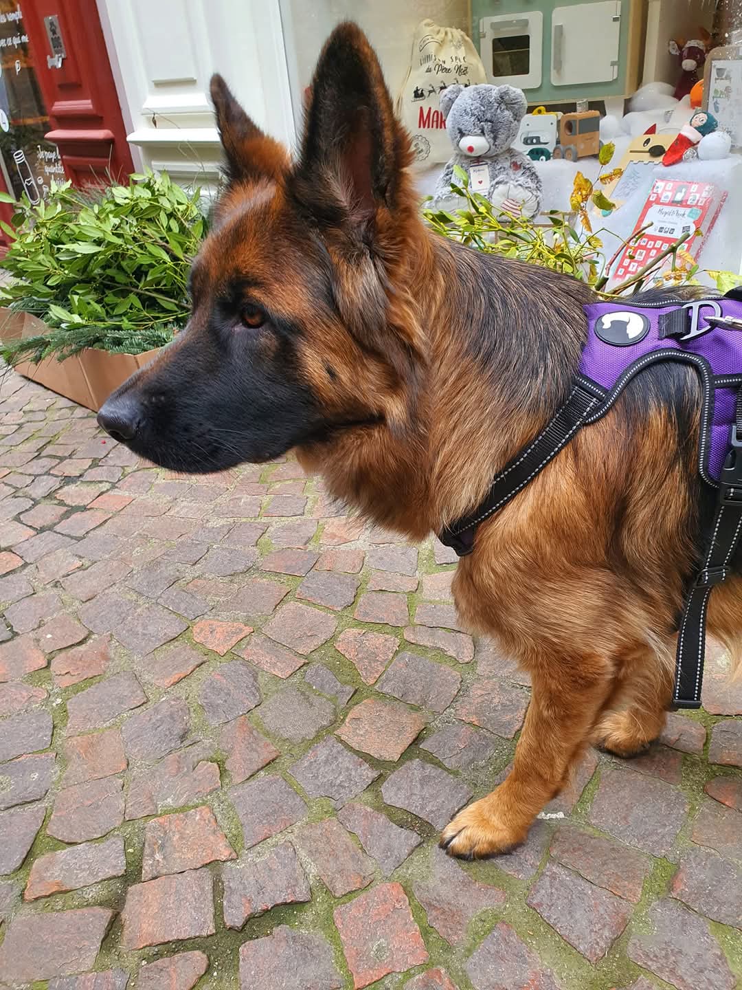 Sorties bergers allemands