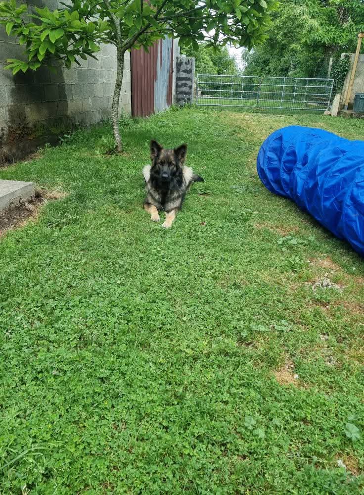 La meute Bergers Allemands Poils long