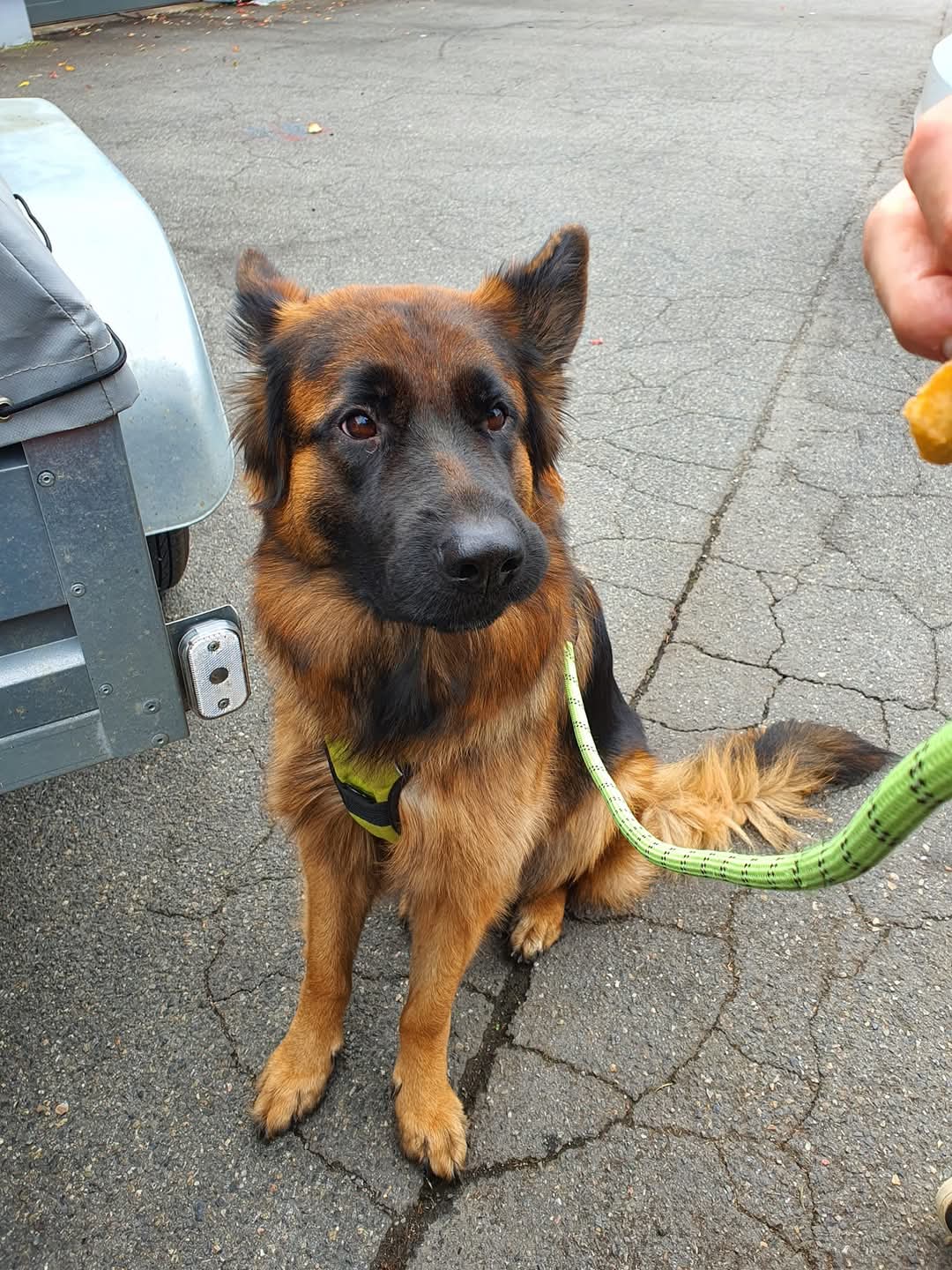 Sorties bergers allemands