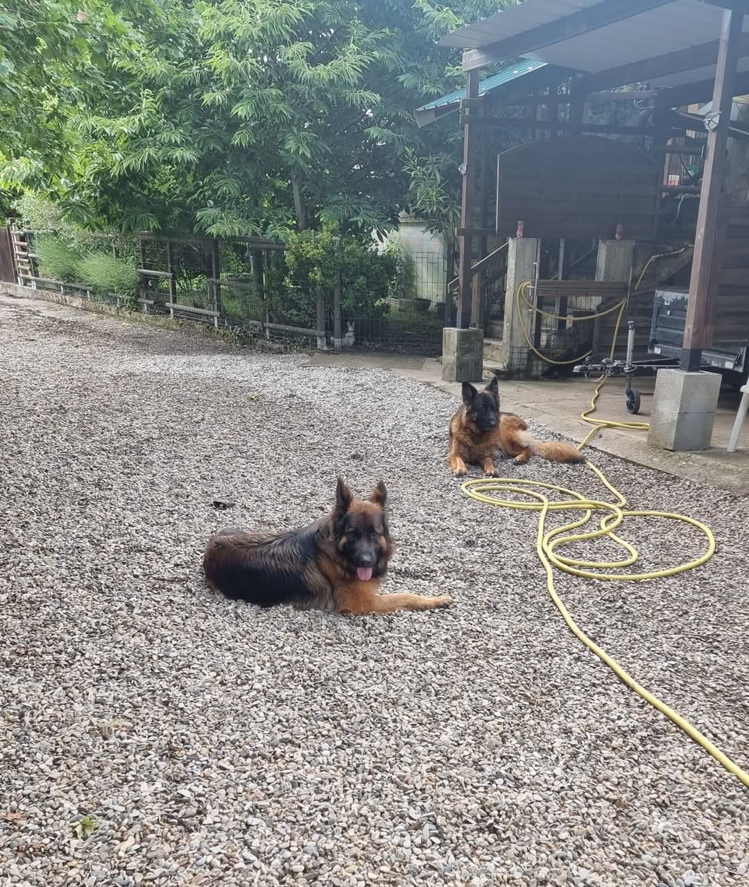 La meute Bergers Allemands Poils long