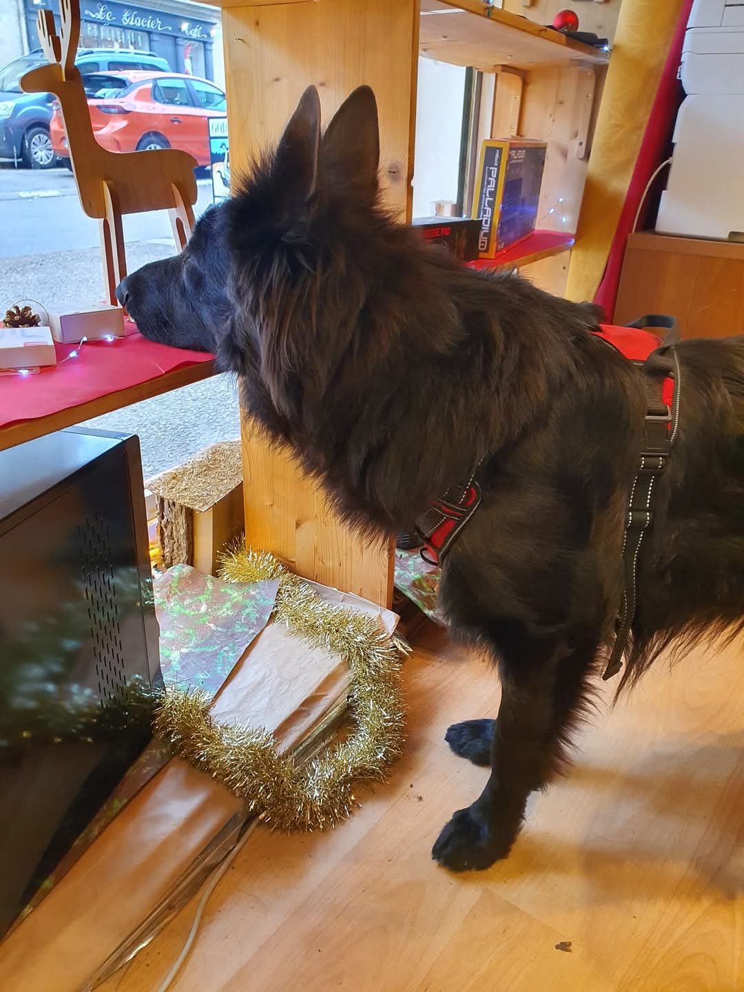 Sorties bergers allemands