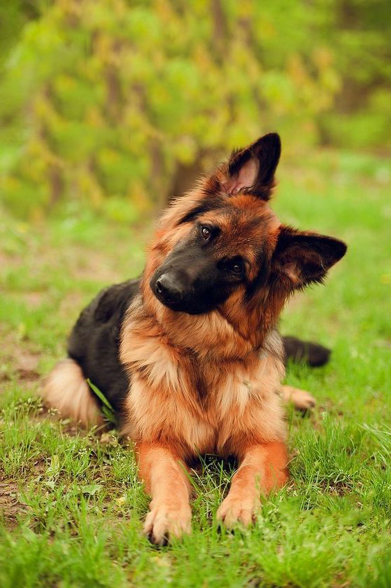 Pétra Berger Allemand