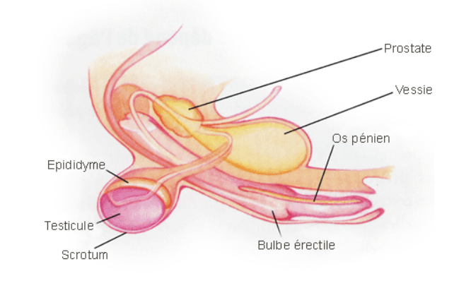 Anatomie génitale chienne