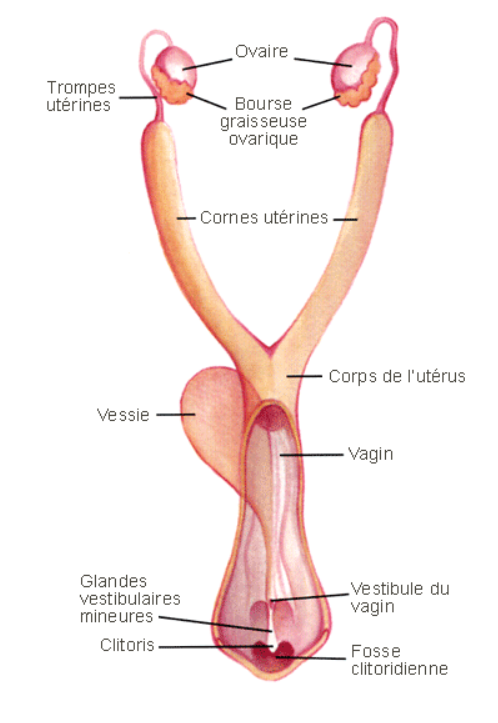 Anatomie génitale chienne