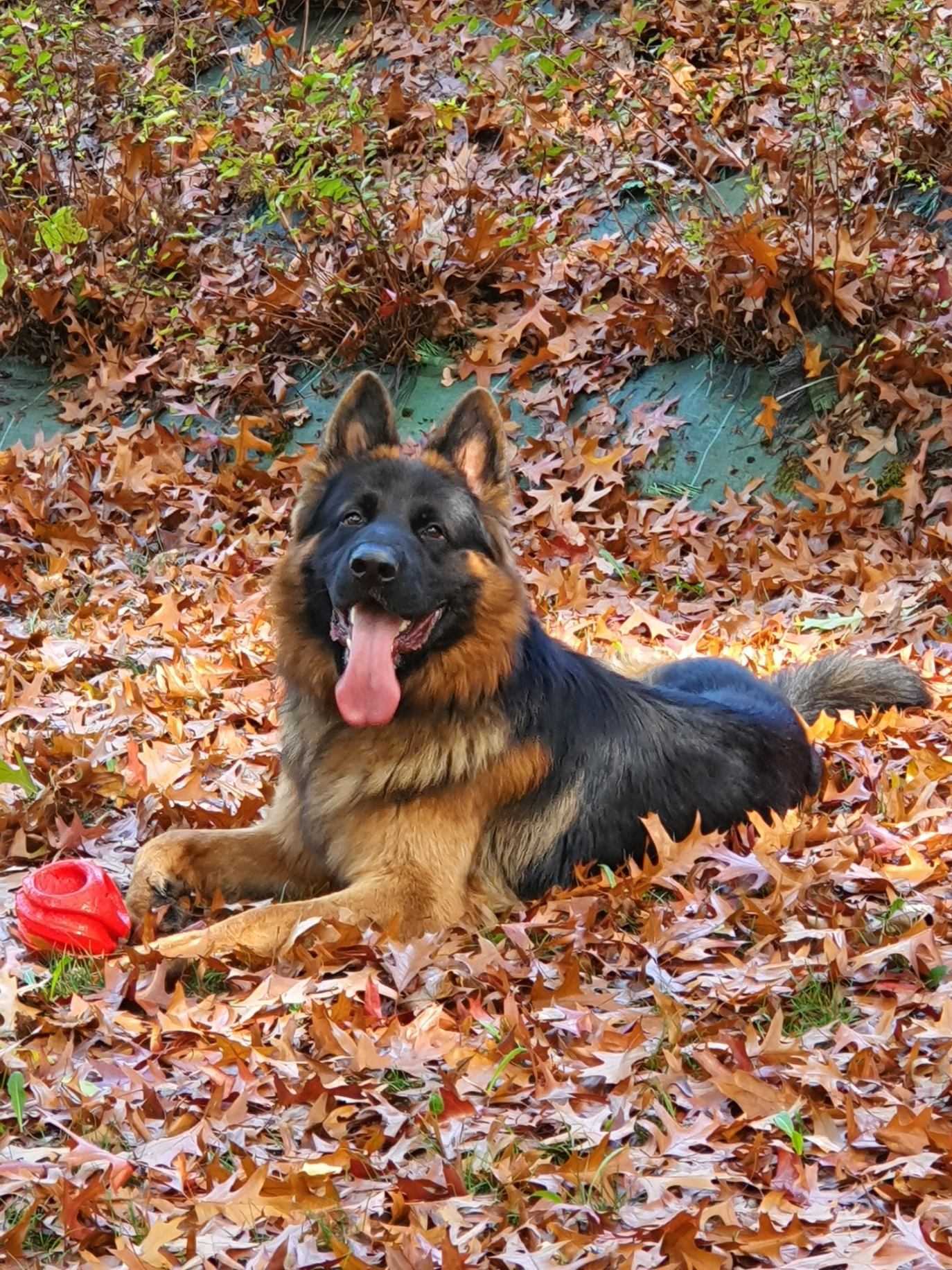 Yoda Berger Allemand type ancien