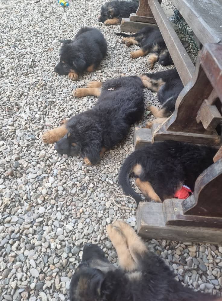 Portées 2025 chiots disponibles Bergers Allemands Poils long
