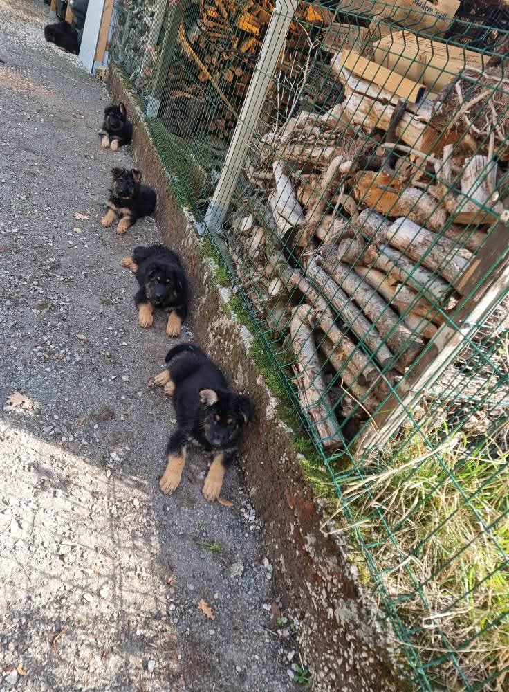 Portées 2025 chiots disponibles Bergers Allemands Poils long