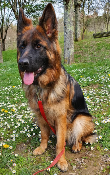 Ucélia Berger Allemand