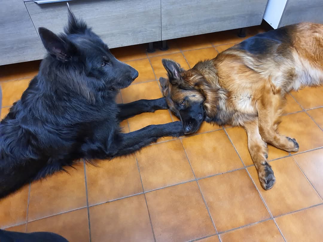 Portée de Yoda et Ucélia