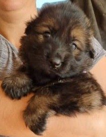 Chiot Femelle