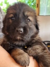 Chiot Femelle