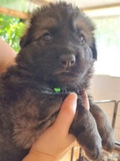Chiot Femelle