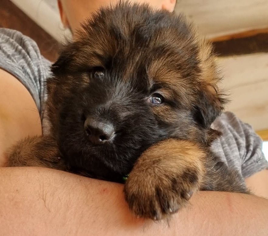 Chiot Mâle
