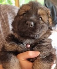 Chiot Femelle