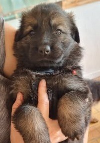 Chiot Femelle