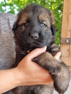 Chiot Femelle