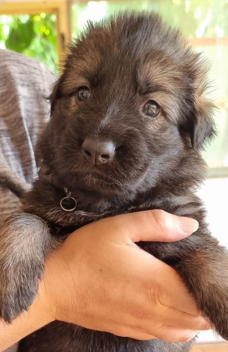 Chiot Femelle