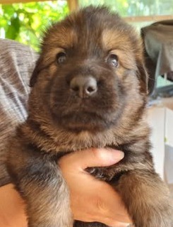 Chiot Mâle