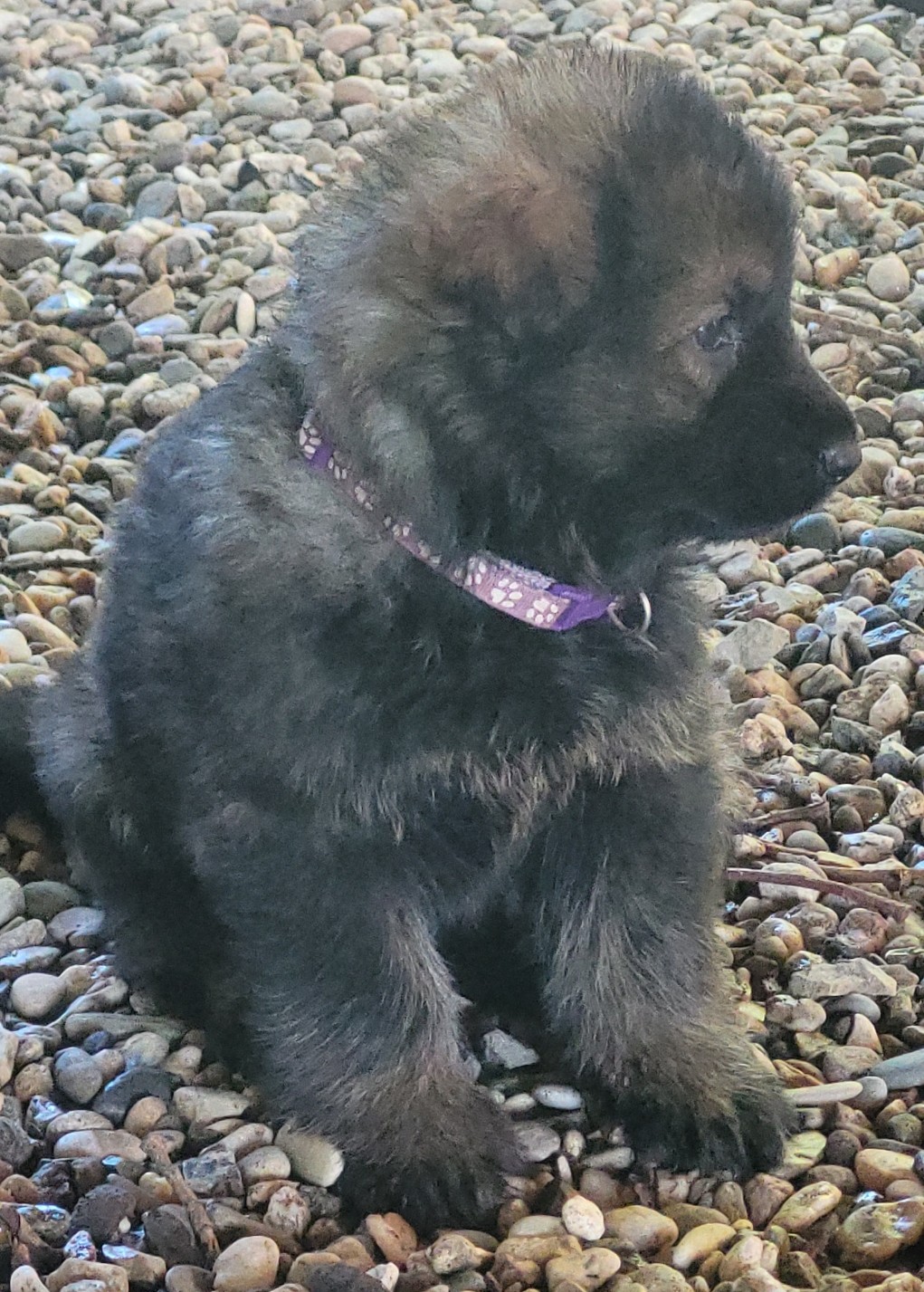 Dagny