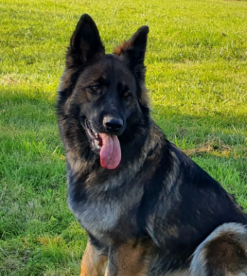 Uranie Berger Allemand type ancien