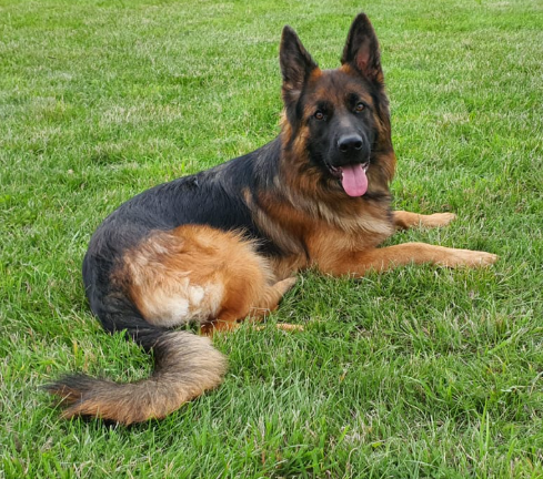 Ursula Berger Allemand