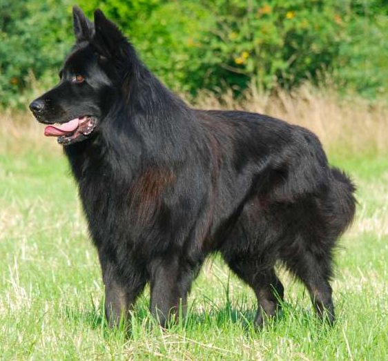 Grand-Mère Paternelle Yoda