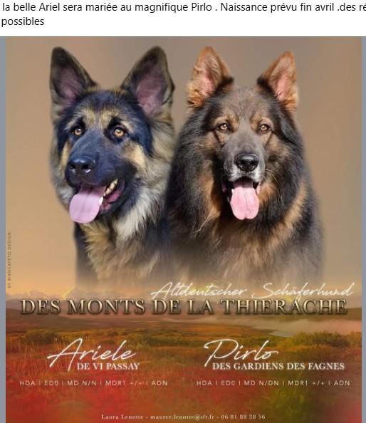 Grand-Père maternel Yoda