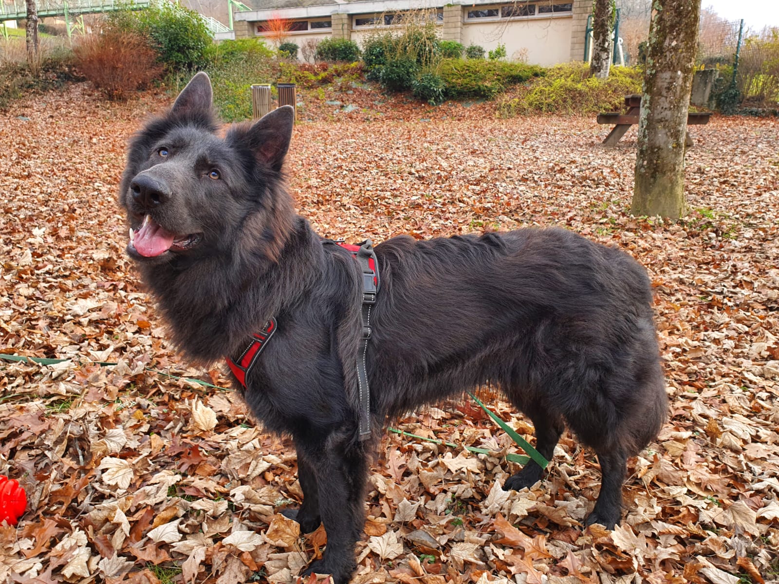 Yoda Berger Allemand type ancien