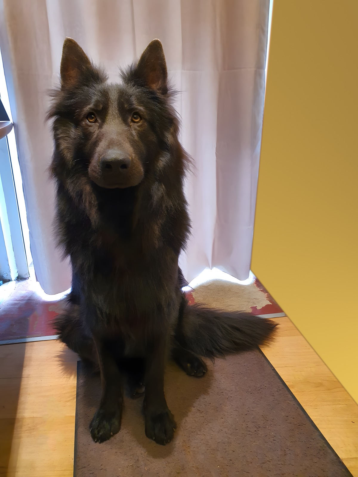 Yoda - Male Reproducteur