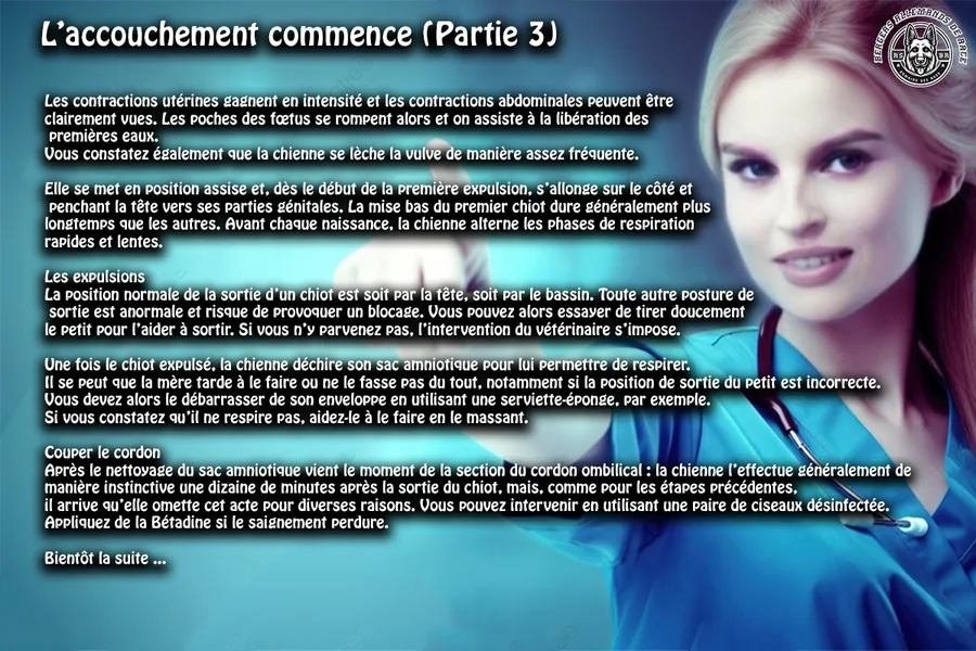Mise bas du chien – étape 3